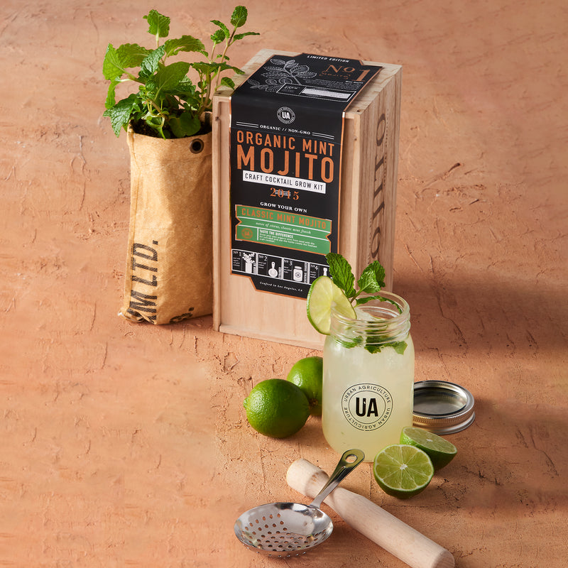 Organic mint mojito grow kit with seedlings, jar, limes, and planting tools